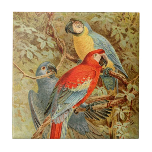 Vintage Colourful Macaws Ceramic Tile (Front)