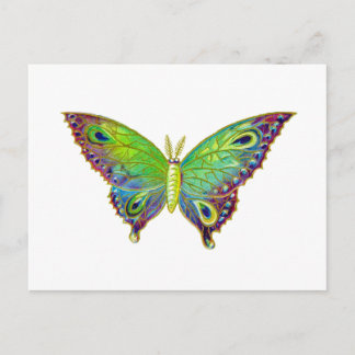 Vintage Colourful Moth Postcard