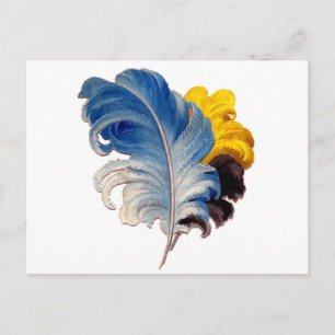 Vintage Colourful Ostrich Plume Feathers Postcard