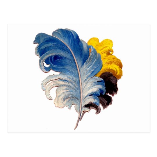 Vintage Colourful Ostrich Plume Feathers Postcard
