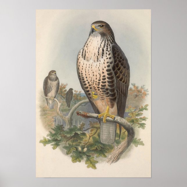Vintage Common Buzzard Bird Poster (Front)