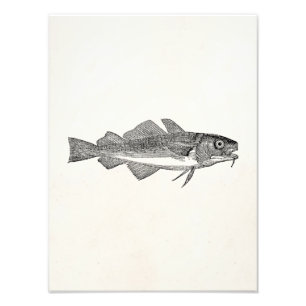 Vintage Common Cod Fish - Aquatic Fishes Template Photo Print