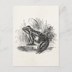 Vintage Common Frog - Reptile Frogs Template Blank Postcard