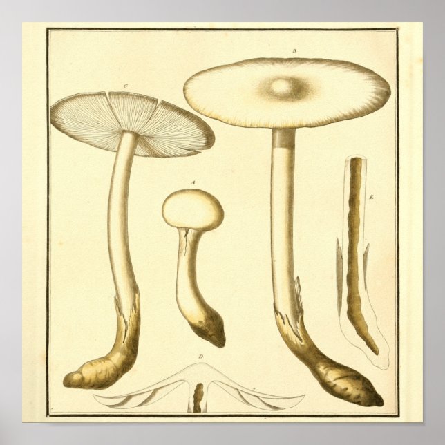Vintage Common Mushrooms Art Print (Front)