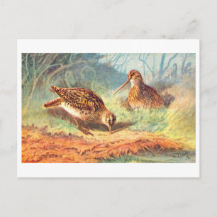 Vintage Common Snipe Postcard
