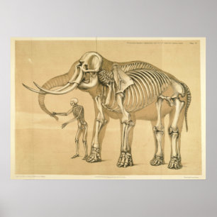 Vintage Comparative View Human and Elephant Poster