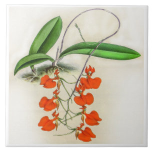 Vintage Comparettia Speciosa Orchid Flower Ceramic Tile