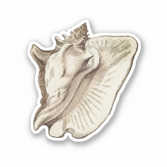 vintage conch sepia classic round sticker (Front)