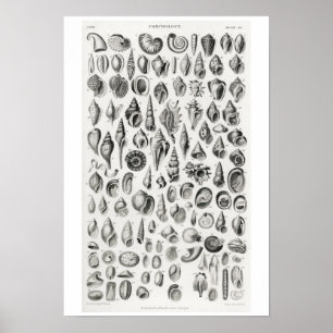 VINTAGE CONCHOLOGY ILLUSTRATION  POSTER
