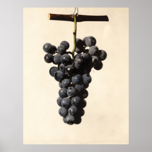 Vintage Concord Grapes Illustration Poster (Front)