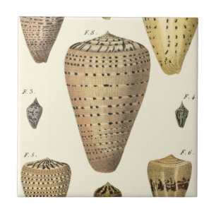 Vintage Cone Shells Ceramic Tile