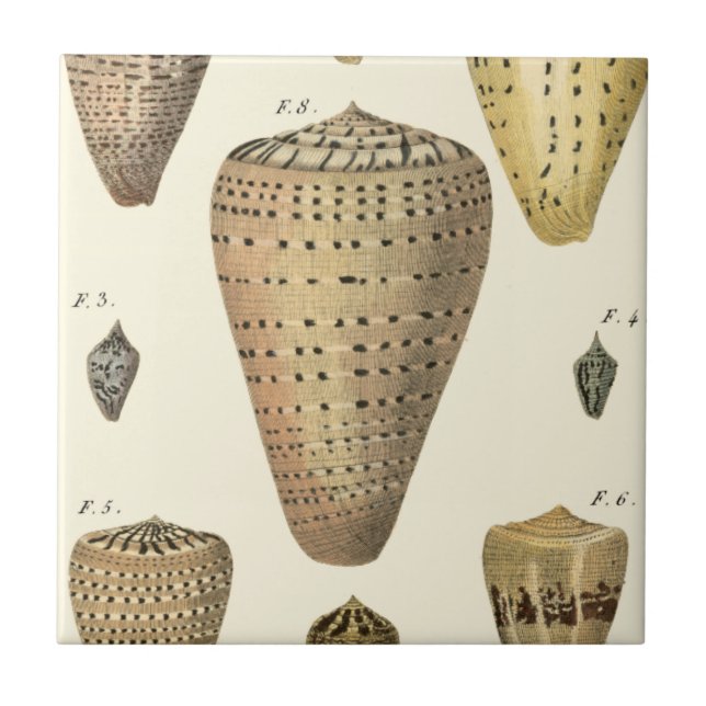 Vintage Cone Shells Ceramic Tile (Front)