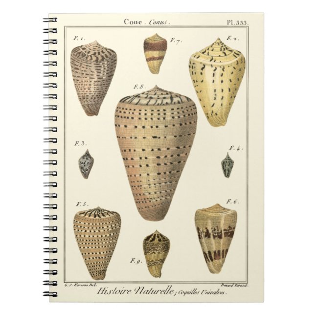 Vintage Cone Shells Notebook (Front)