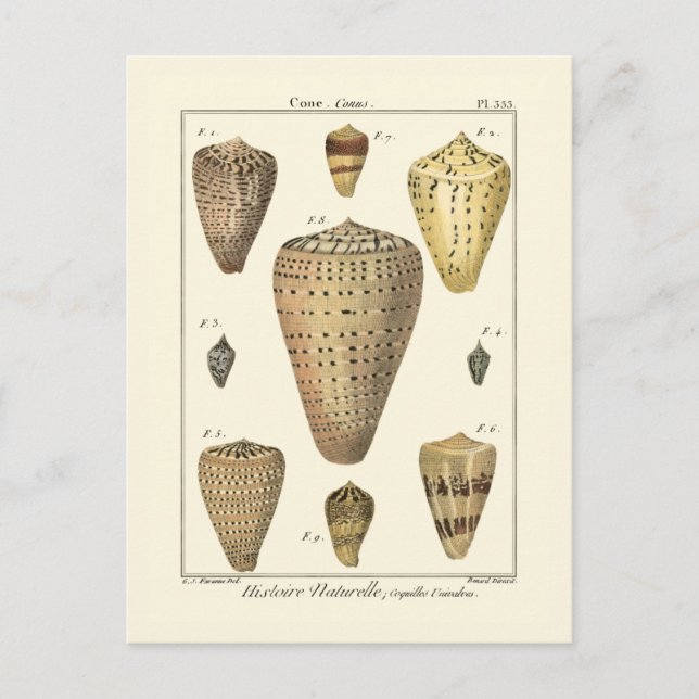 Vintage Cone Shells Postcard (Front)