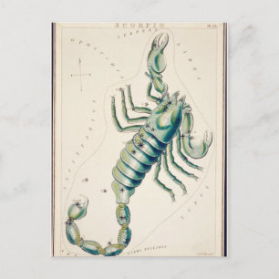 Vintage Constellation Illustration Postcard