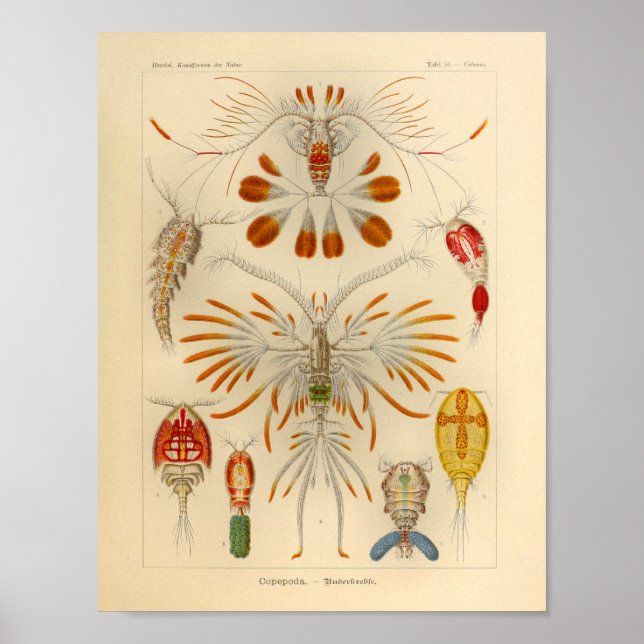 Vintage Copepoda Colour Ernst Haeckel Art Print (Front)