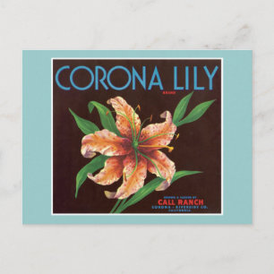 Vintage Corona Lily Fruit Label Postcard