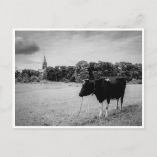 Vintage countryside with cow black/white postcard