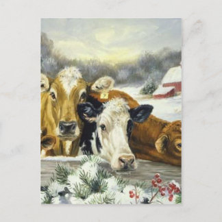 Vintage Cow Image Postcard