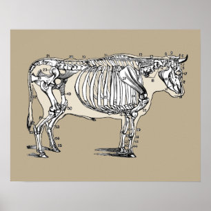 Vintage Cow Skeleton Poster