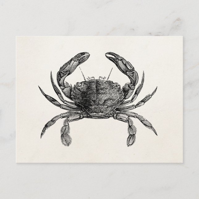 Vintage Crab Antique Crabs Personalised Template Postcard (Front)