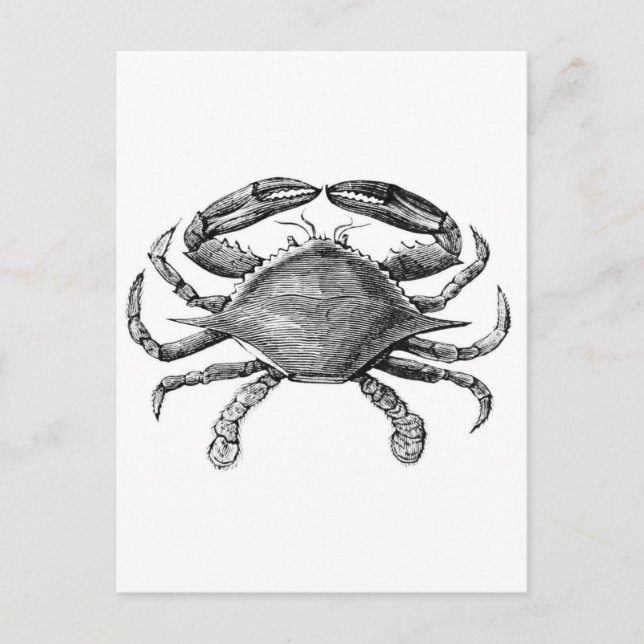 Vintage Crab Drawing Postcard (Front)