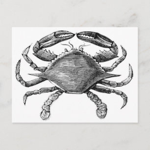 Vintage Crab Drawing Postcard