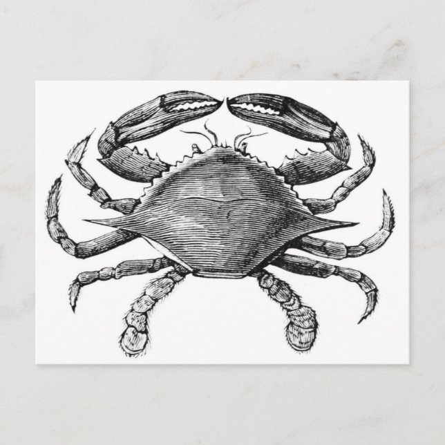 Vintage Crab Drawing Postcard (Front)