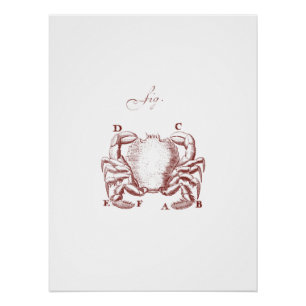 Vintage Crab Illistration Poster