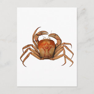 Vintage Crab Illustration Postcard