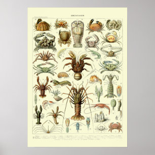 Vintage Crabs by Adolphe Millot Poster