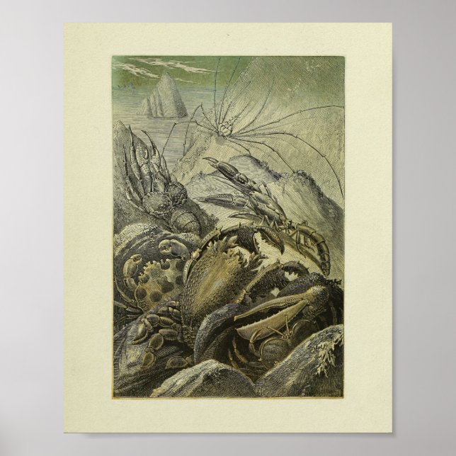 Vintage Crabs Illustration Colour Art Print (Front)