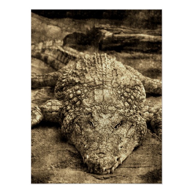 Vintage Crocodile Poster (Front)