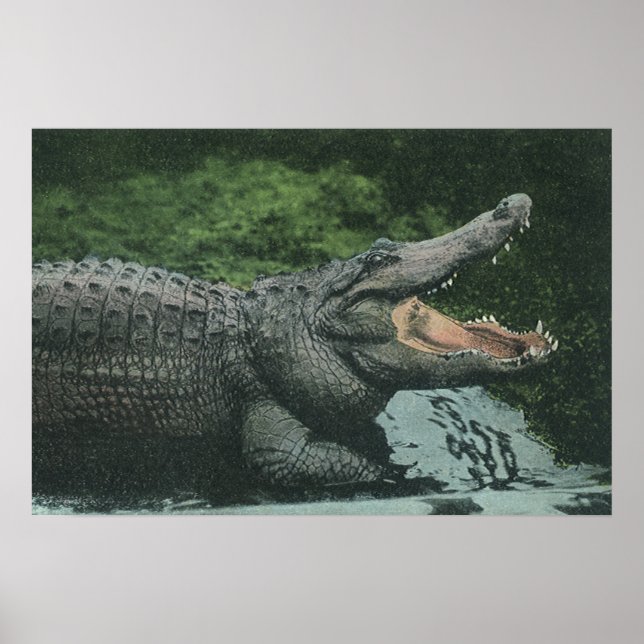 Vintage Crocodile Reptiles, Marine Animal Life Poster (Front)