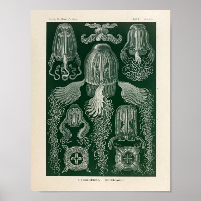 Vintage Cubomedusae Colour Ernst Haeckel Art Print (Front)