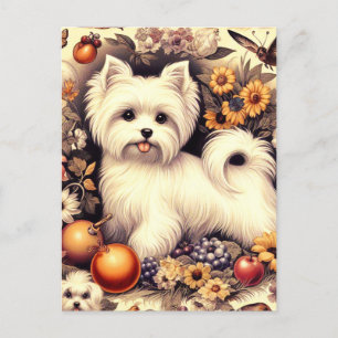 Vintage Cute Maltese Postcard