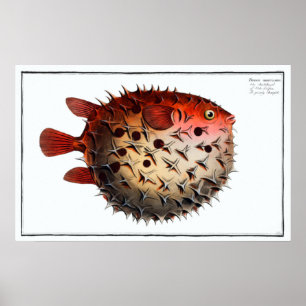 Vintage Cute Porcupinefish Pufferfish Balloonfish Poster