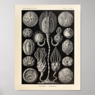 Vintage Cystoidea Ernst Haeckel Art Print