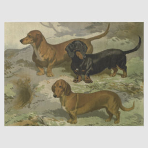 Vintage Dachshunds Tissue Paper