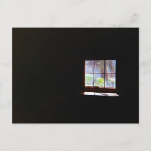 Vintage Daffodil Window Postcard