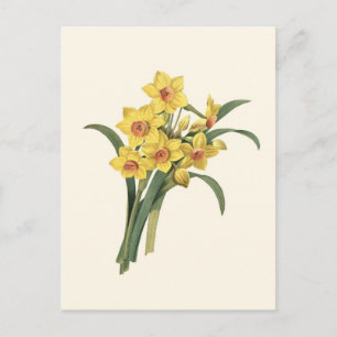 Vintage Daffodils Postcard