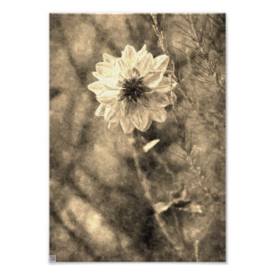 Vintage Dahlia Photo Print