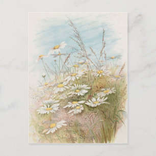 Vintage Daisies In A Field Easter Card