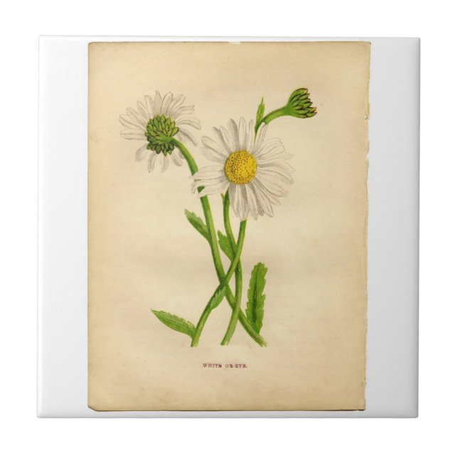 Vintage Daisy Botanicals Illustrations Tile (Front)