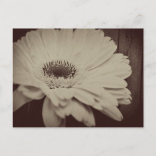 Vintage Daisy Postcard