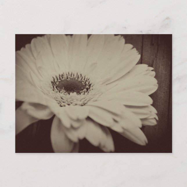 Vintage Daisy Postcard (Front)