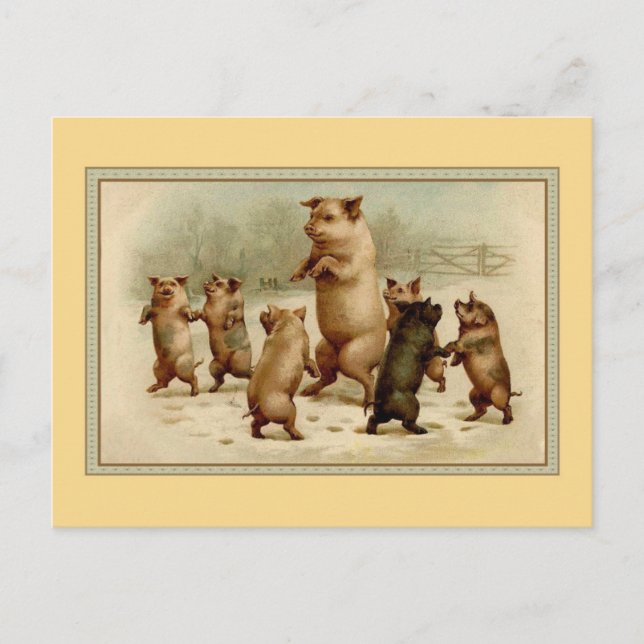 Vintage dancing pigs postcard (Front)