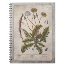 Vintage Dandelion Botanical Illustration