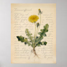 Vintage Dandelion Botanical Poster Illustration