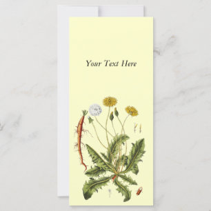 Vintage Dandelion Illustration